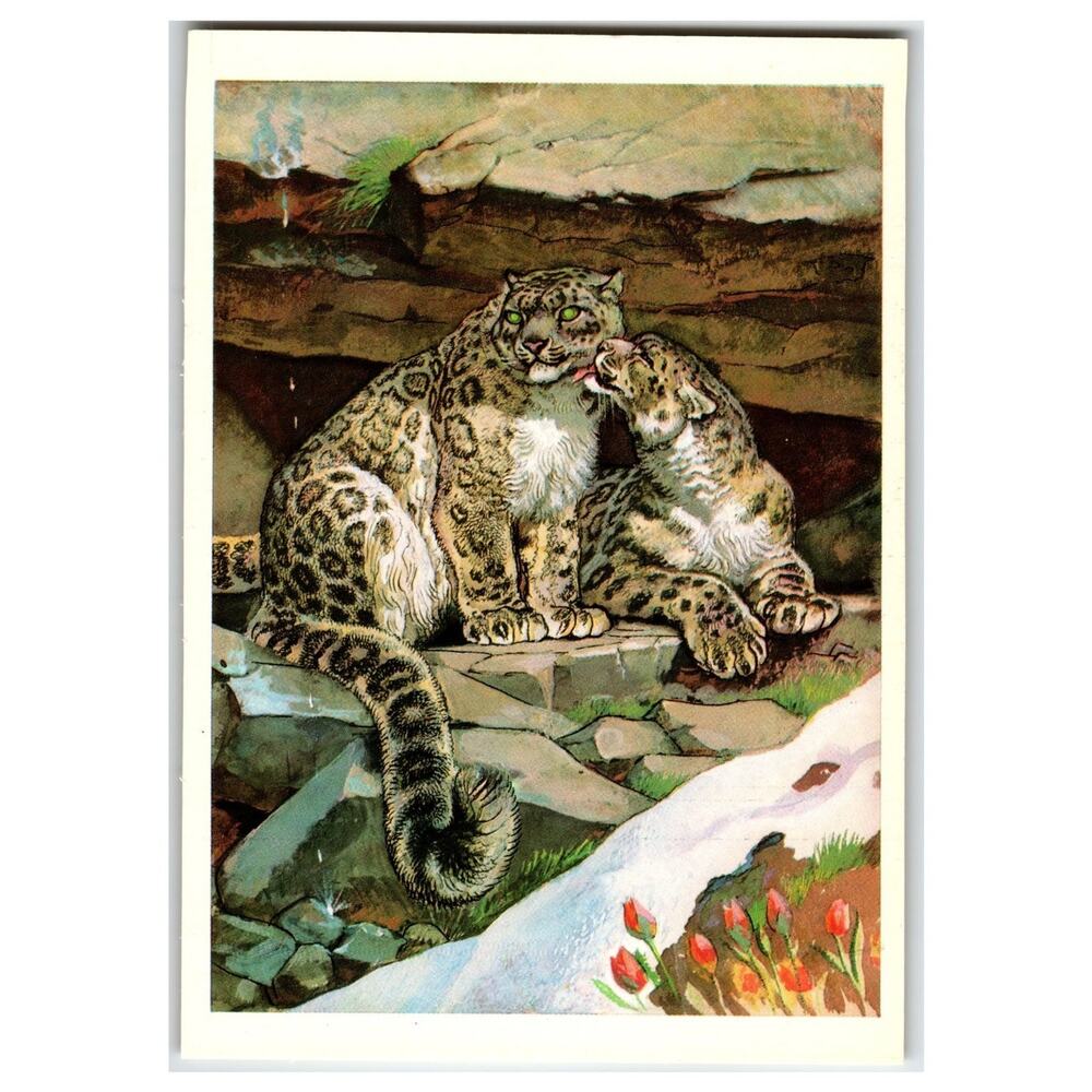 1979 USSR Snow Leopard Irbis Art Postcard Soviet Wildlife Conservation